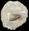 Mosasaur (Prognathodon) Tooth In Rock - Nice Tooth #55805-1